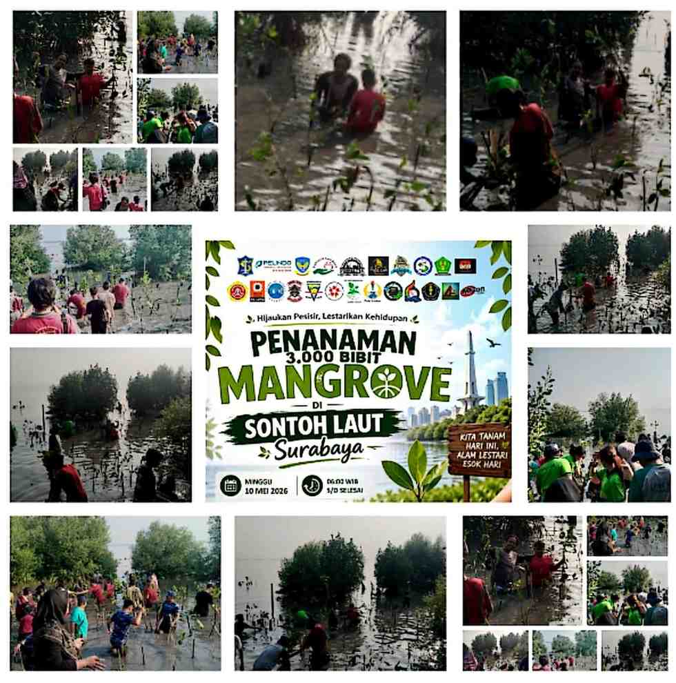 Forum Surabaya Berdaya Bersama Relawan Tanam 3.000 Bibit Mangrove di Pesisir Sontoh Laut